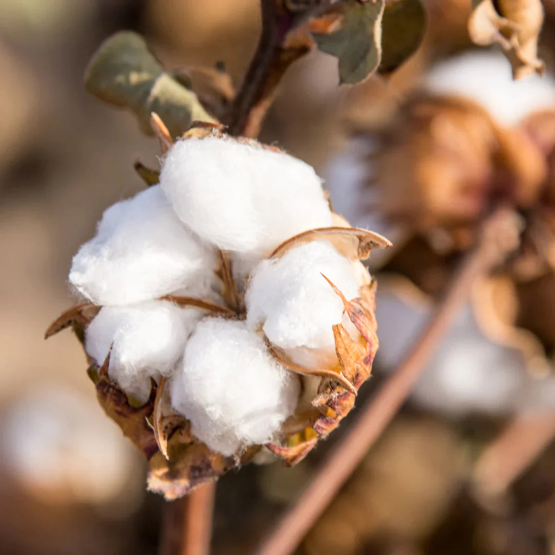 Why We Love Cotton