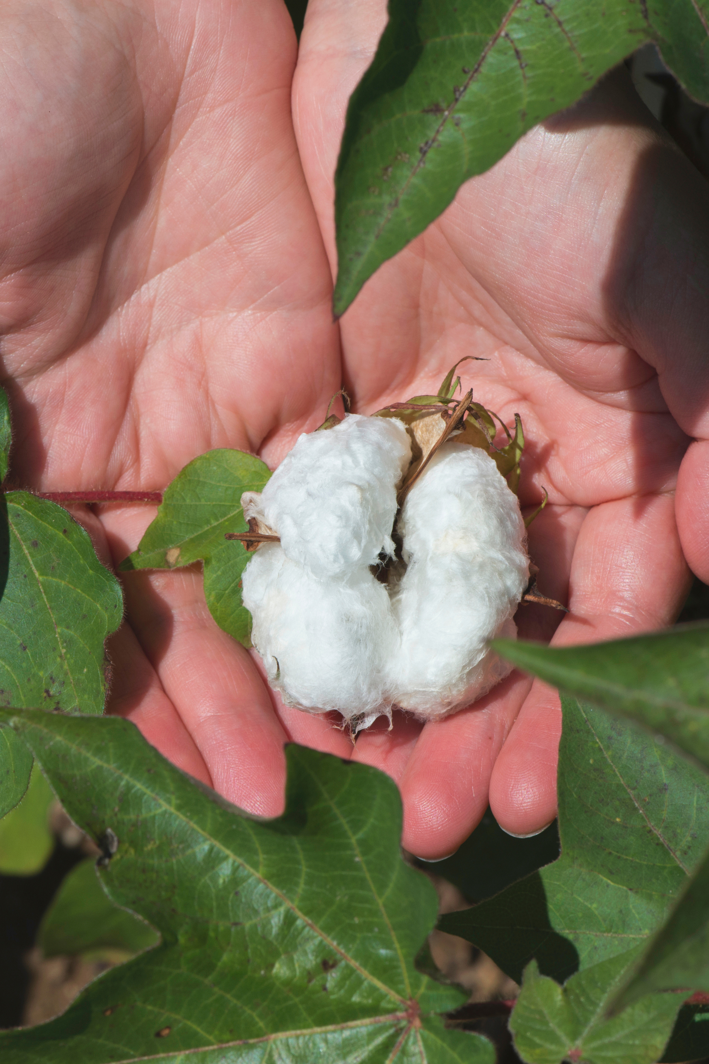 Raw Cotton Ball in Hands