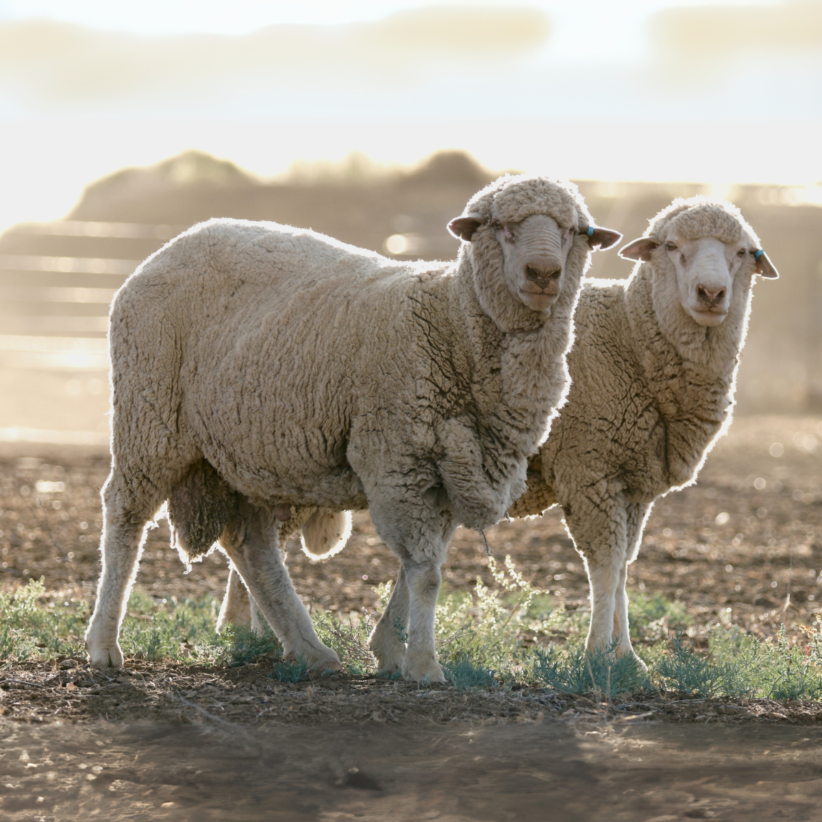 Merino Wool Sheep
